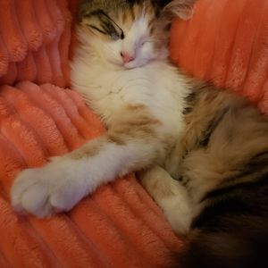 Meet your Posher, Cindy